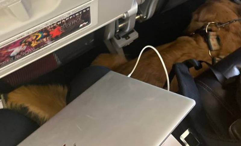 Perro en vuelo de Avianca