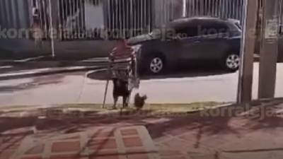 No era un perro o un gato ni otra mascota normal: mujer paseó inusual animal en las calles