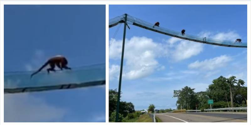 Manada de monos auilladores cruzan puente de fauna en la Ruta al mar en Tolú.