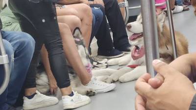 “¿Quién te hizo tanto daño?”: Le dicen a mujer que se queja por perro en el Metro de Medellín