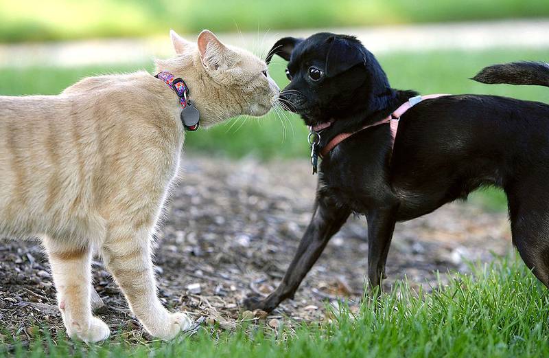 Perros y gatos- Getty Images