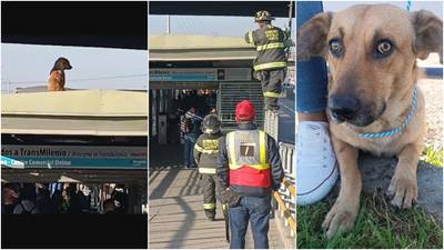 Bomberos acudieron al rescate de un perrito ‘trepador’ que se subió al techo de estación de TransMilenio