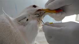 Animales de la costa bonaerense en peligro por los residuos plásticos