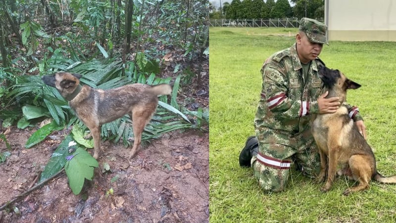 "Ninguno se queda atrás": militares confirmaron que seguirán buscando a Wilson en la selva