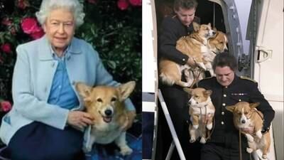 Precios de perros corgis rompen récord en Reino Unido tras muerte de la reina Isabel II