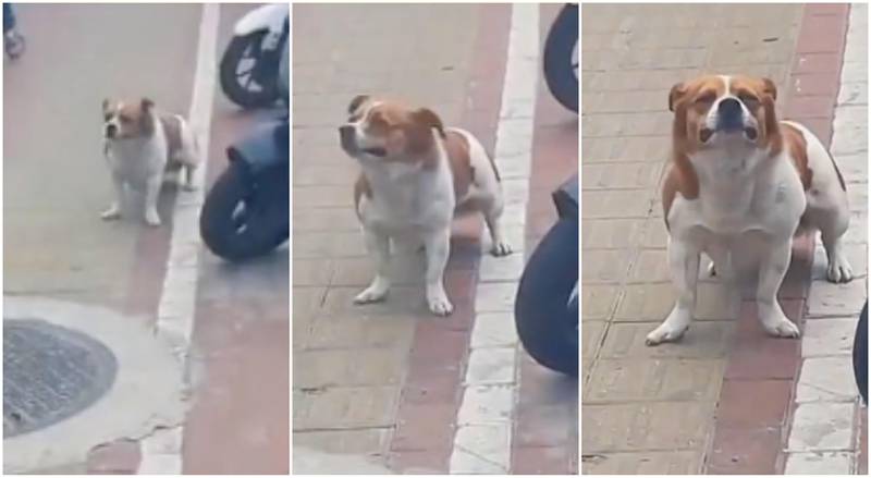 En redes sociales se hace viral el video de un perro llorando desconsoladamente.