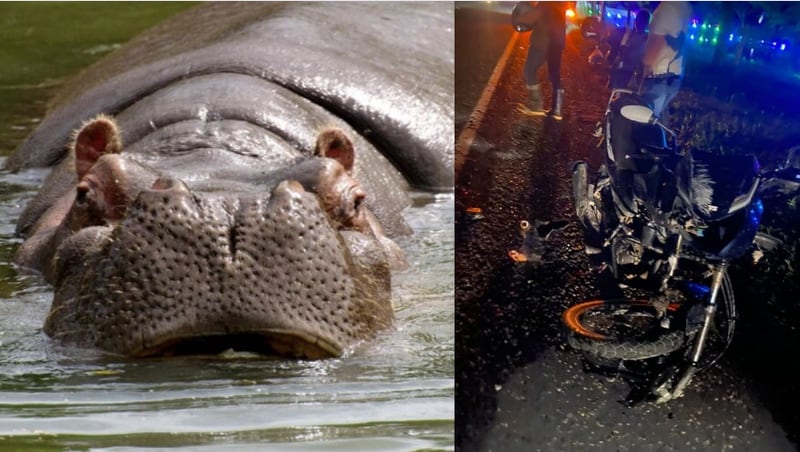 accidente de motociclista con hipopótamo