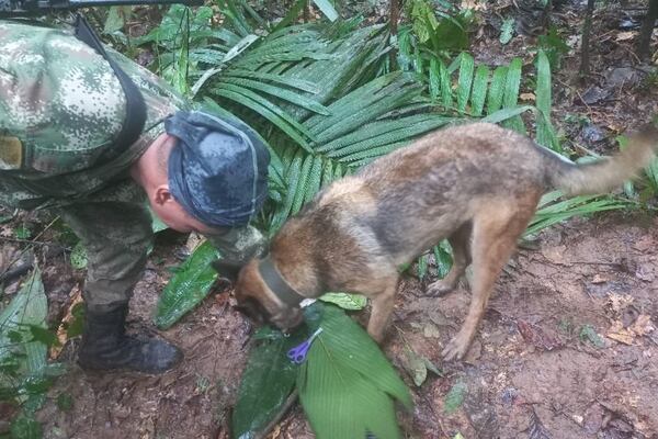 Niños indígenas aparecieron, pero perrito rastreador Wilson continúa desaparecido en selva del Guaviare