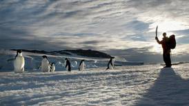 ONG ofrece sueldo de dos mil dólares mensuales por contar contar pingüinos en la Antártida