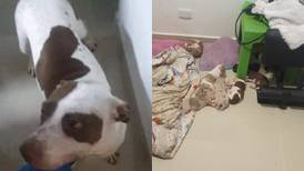 Indignante caso de maltrato animal: mujer golpeó con un palo a perrita que acababa de dar a luz