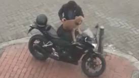 El especial cuidado de motociclista a su perrito que enternece Internet