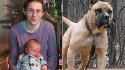 Madre salva a su hijo de las mordidas de un pitbull, pero muere desmembrada tras ataque del perro
