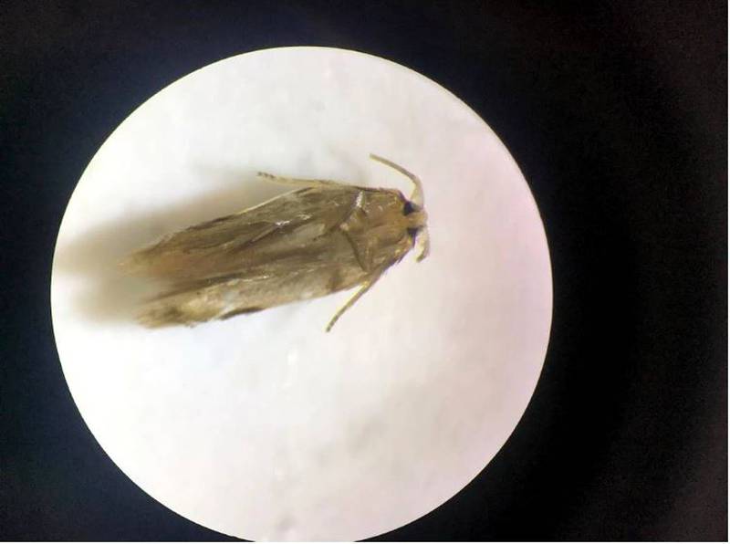Polilla Cachaca, nuevo insecto descubierto por el Jardín Botánico de Bogotá