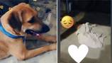 Denuncian que Centro de Bienestar Animal en Cali dejó morir a perrito ‘Killer’: lamentable caso de maltrato animal 