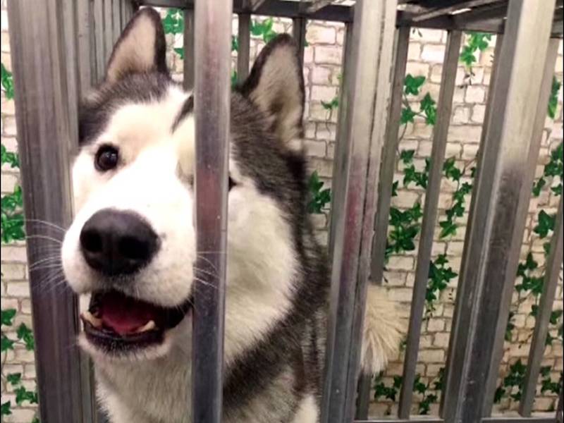 Perro escapa de su jaula y libera a sus compañeros