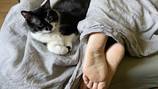 Mascotas: Cómo controlar la diabetes en los gatos