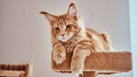 ¿Su gato dejó de comer? 12 síntomas que pueden indicar que su minino padece de hígado graso
