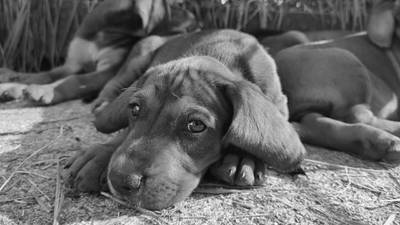 Envenenamiento masivo de perros en Cajicá: ofrecen $5 millones de recompensa para dar con el responsable 