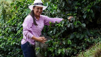 La apuesta por la agricultura regenerativa y la reforestación en los cafetales de Antioquia
