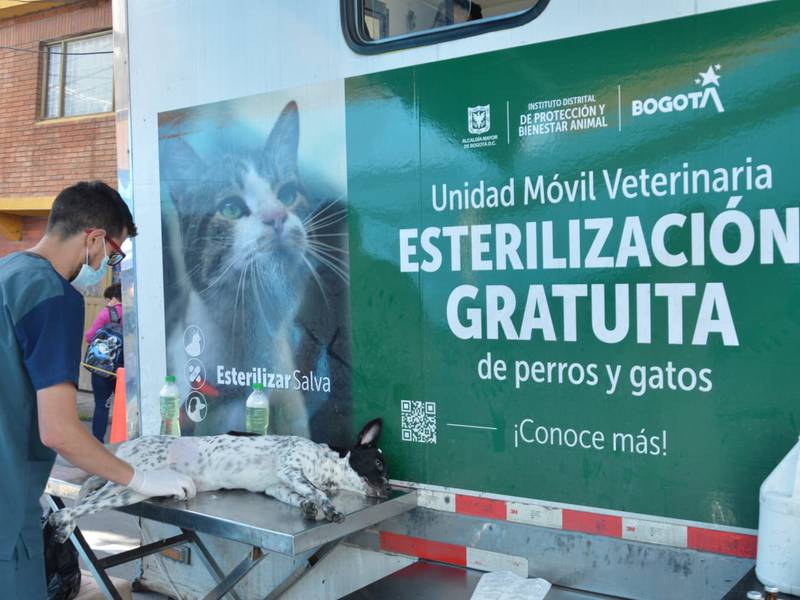 Distrito de Bogotá anunció masiva campaña para esterilización animal; así puede agendar su turno 