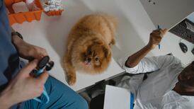 Un gran amor conlleva una gran responsabilidad: Así funcionan los seguros para mascotas en Colombia