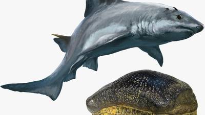 Descubren fósil de un tiburón de dientes planos en Zapatoca, Santander