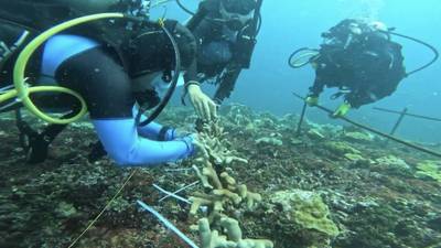 En fotos: así se siembran las guarderías de corales en el Caribe colombiano