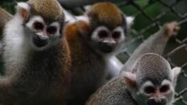 108 monos luchan por recuperar su vida luego de ser cruelmente utilizados en laboratorio