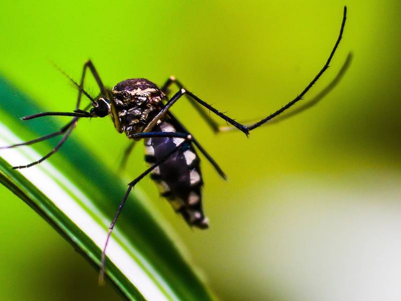 No más picaduras: Aplique estos remedios caseros para alejar a los zancudos y mosquitos