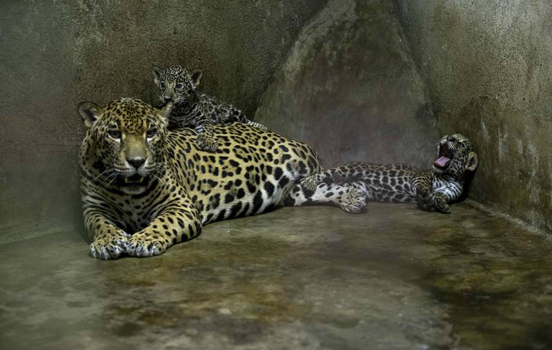 Jaguar en reserva.