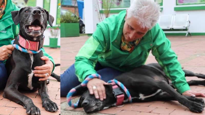 Distrito de Bogotá le busca hogar a perrita que lleva más de 4 años sin familia