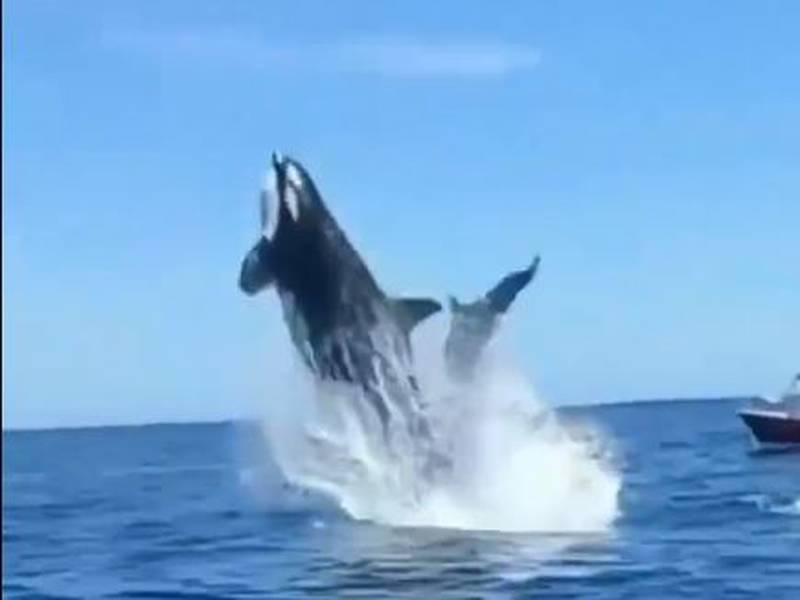 No sincronizados: Un delfín y una orca chocaron en pleno salto