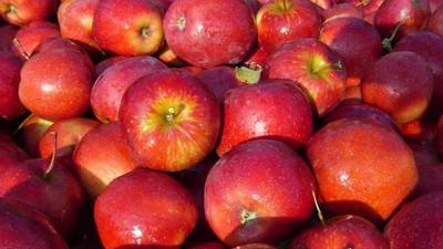 Comienza la temporada de las manzanas europeas y a Colombia llegarán variedades de alta calidad 