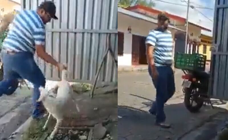 Maltrato animal en video, hombre cogió por la cola a un perrito