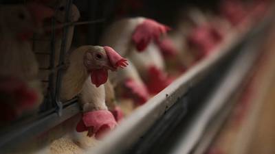 ¿La próxima pandemia en el mundo podría ser de gripe aviar H5N1? Esto dice la OMS 