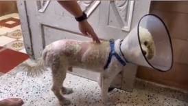 Mascota quemada: Mujer lanzó agua hirviendo a un perro por orinarle la basura