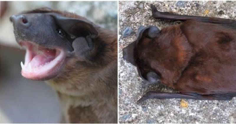 Describen nueva especie de murciélago los Andes colombianos