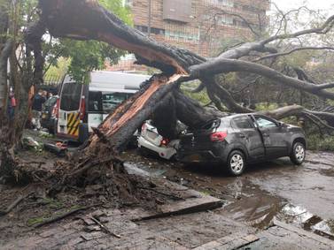 Producto de las fuertes lluvias, un enorme árbol cayó sobre seis vehículos en Bogotá