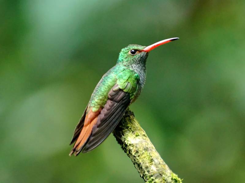 1.400 especies de aves han sido extinguidas por la humanidad: vivimos la tercera desaparición masiva