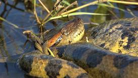 Video viral: Anaconda empuja bote con pasajeros en un río de la selva del Perú 