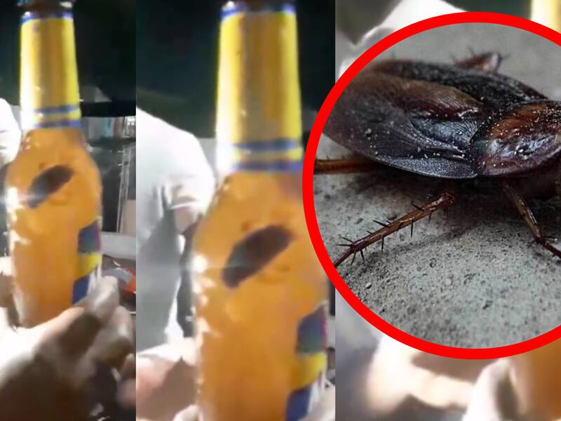 Video de gigantesca cucaracha en una cerveza genera debate, ¿es real?