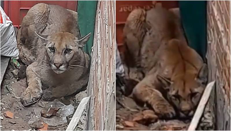 Aterrorizado Puma se refugió en una vivienda huyendo de incendios forestales