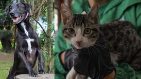 Septiembre es el mes del amor, la amistad y la adopción animal en Bogotá; 40 cariñosos ‘animalitos’ buscan hogar