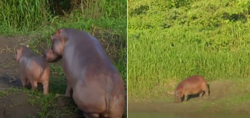 Hipopótamos de Pablo Escobar