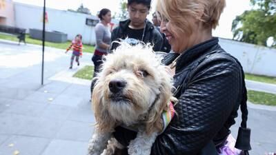 Bogotá cuenta con nuevos puntos fijos para vacunación antirrábica de mascotas