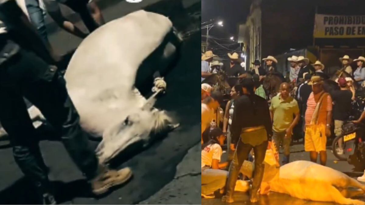 Un caballo murió en una cabalgata en Buga, Valle del Cauca.