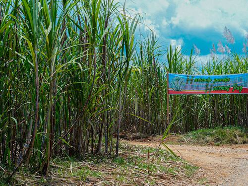 O dejan la coca o no hay paz: El duro ultimátum del Gobierno a la Coordinadora Nacional – EB