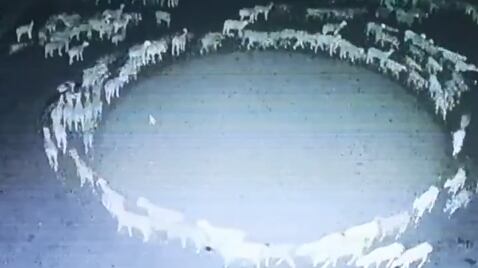 Rebaño de cientos de ovejas fueron grabadas caminando en circulos durante varios días.