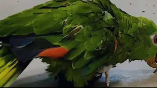 Rescatan a una lora frentiamarilla que estuvo más de 60 años en cautiverio y utilizaba su pico como apoyo para moverse.