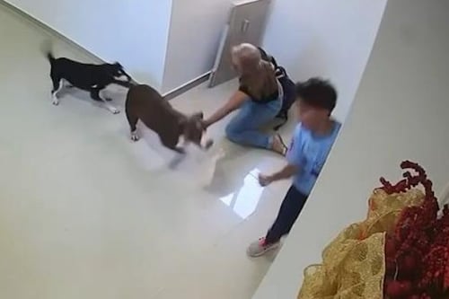 Video del ataque de un perro pitbull a niño en edificio en Barranquilla: le dejó heridas en la cara